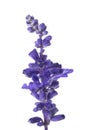 Salvia farinacea