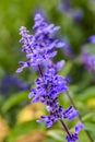 Salvia farinacea