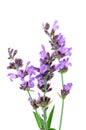 Salvia flowers Royalty Free Stock Photo