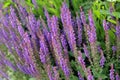 Salvia flowers as a background.