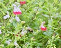 Salvia flowers attracting a bumblebee