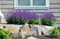 Salvia Flowers and Rock Retaining Wall