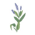 Salvia flowers or sage inflorescences isolated on white background. Gorgeous drawing of wild meadow flowering herb used