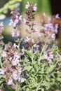 Salvia fruticosa or Greek sage plant with flowers