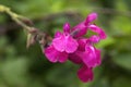 Bright pink flowers of a salvia greggii or autumn sage Royalty Free Stock Photo