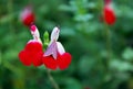 Salvia greggii, autumn sage Royalty Free Stock Photo