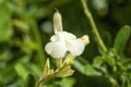 Salvia greggii `Clotted Cream` Royalty Free Stock Photo