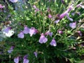 Salvia greggii 'Playa Rosa', Pink Beach Autumn Sage Royalty Free Stock Photo