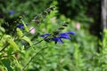 Salvia guaranitica (Anise-scented sage) flowers. Lamiaceae perennial plants native to South America. Royalty Free Stock Photo