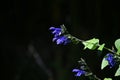 Salvia guaranitica (Anise-scented sage) flowers. Lamiaceae perennial plants native to South America. Royalty Free Stock Photo