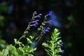 Salvia guaranitica (Anise-scented sage) flowers. Lamiaceae perennial plants native to South America.