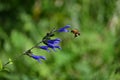 Salvia guaranitica (Anise-scented sage) flowers. Lamiaceae perennial plants native to South America. Royalty Free Stock Photo