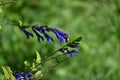 Salvia guaranitica (Anise-scented sage) flowers. Lamiaceae perennial plants native to South America.