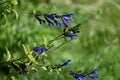 Salvia guaranitica (Anise-scented sage) flowers. Lamiaceae perennial plants native to South America.