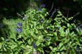 Salvia guaranitica (Anise-scented sage) flowers. Lamiaceae perennial plants native to South America.