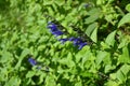 Salvia guaranitica (Anise-scented sage) flowers. Lamiaceae perennial plants native to South America.