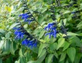 Salvia guaranitica or anise-scented sage plants with bright blue flowers