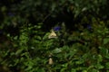 Salvia guaranitica flowers and butterfly