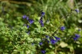 Salvia guaranitica flowers and butterfly Royalty Free Stock Photo