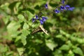 Salvia guaranitica flowers and butterfly Royalty Free Stock Photo