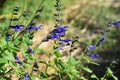 Salvia guaranitica flowers and butterfly Royalty Free Stock Photo