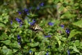 Salvia guaranitica flowers and butterfly Royalty Free Stock Photo