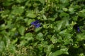 Salvia guaranitica flowers and butterfly Royalty Free Stock Photo