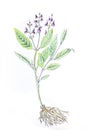 Salvia. Hand drawing sketch on white background