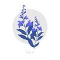 Salvia herbaceous plant. Twig of fresh Blossoming spicy herb. Vector illustration.