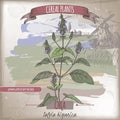 Salvia hispanica aka chia color sketch. Cereal plants collection.