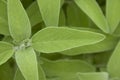 Salvia leaf Royalty Free Stock Photo