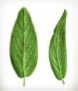 Salvia leaves icons