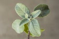 salvia leaves in inflorescence close up on a gray background Royalty Free Stock Photo