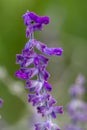 Salvia leucantha Royalty Free Stock Photo