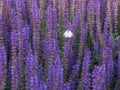 Salvia lilac and butterfly sitting on it Royalty Free Stock Photo