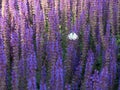 Salvia lilac and butterfly sitting on it Royalty Free Stock Photo