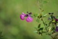 Salvia microphylla, the baby sage in pink