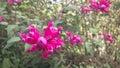 Baby sage. Magenta flowers in the morning.