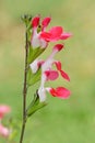 Salvia microphylla Hot Lips Royalty Free Stock Photo