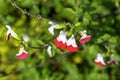 Salvia microphylla, known as myrtle of the mountains, small leaved, salvia hot lips, baby, blackcurrant or Graham`s sage