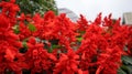 Salvia Mojave or Salvia Splendens red flower blooming in a garden