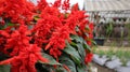 Salvia Mojave or Salvia Splendens red flower blooming in a garden