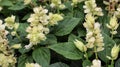 Salvia Mojave or Salvia splendens vista white flower blooming in a garden