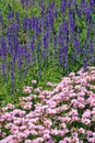 Salvia nemorosa and Argyranthemum frutescens Royalty Free Stock Photo