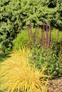 Salvia nemorosa `Caradonna`and Hakonechloa macra `Aureola`