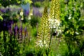 Salvia nemorosa Eremurus stenophyllus prairie flower bed with large sage perennials and tall yellow tips that bloom gradually from Royalty Free Stock Photo