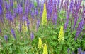 Salvia nemorosa Eremurus stenophyllus prairie flower bed with large sage perennials and tall yellow tips that bloom gradually from