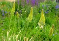 Salvia nemorosa Eremurus stenophyllus prairie flower bed with large sage perennials and tall yellow tips that bloom gradually