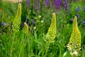 Salvia nemorosa Eremurus stenophyllus prairie flower bed with large sage perennials and tall yellow tips that bloom gradually from