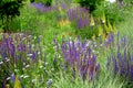 Salvia nemorosa Eremurus stenophyllus prairie flower bed with large sage perennials and tall yellow tips that bloom gradually from Royalty Free Stock Photo